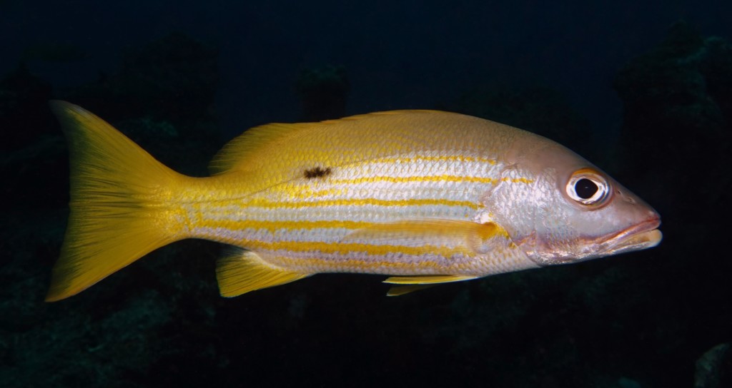 Lutjanus fulviflamma Dorade à tache noire Nouvelle-Calédonie poisson du lagon