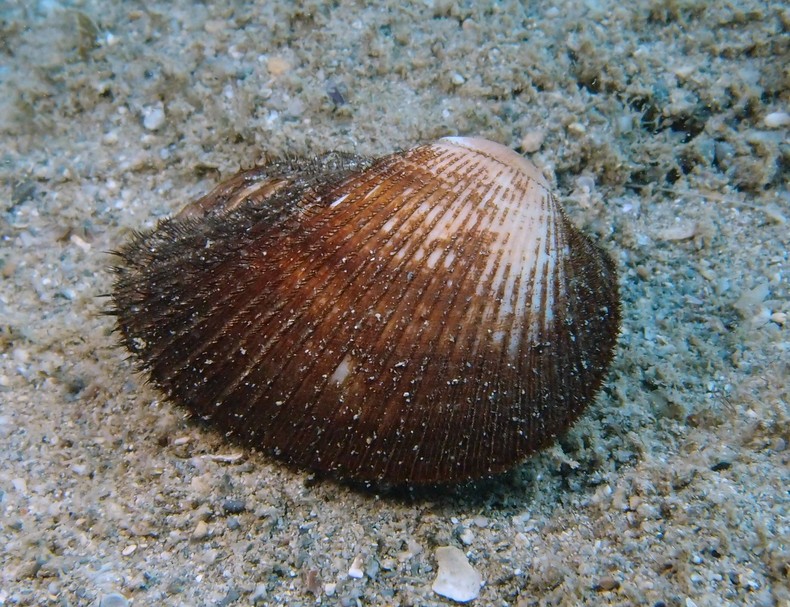 Anadara antiquata Arcidae coquille nouvelle-caledonie coquillage shell new caledonia underwater picture