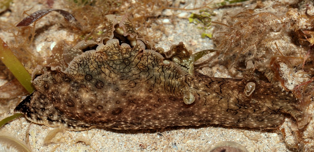 Aplysia dactylomela Nouvelle-Calédonie photographie de nuit sur le récif à marée basse