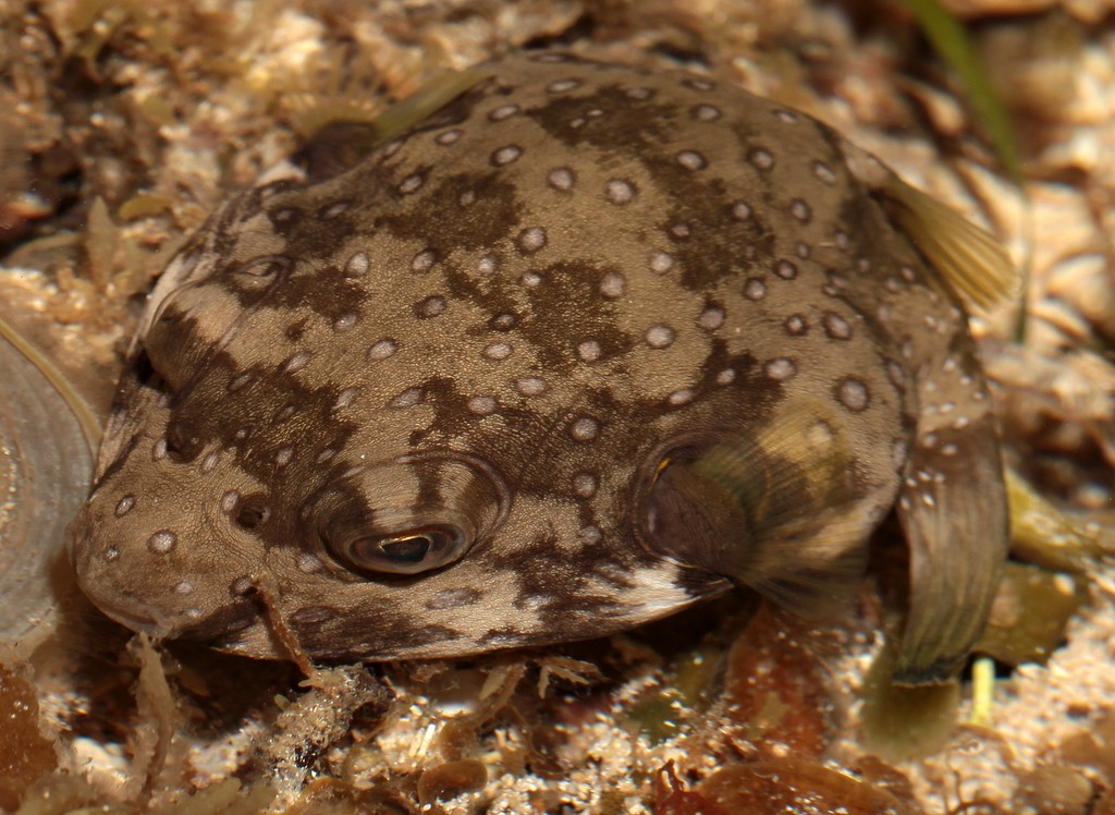 Arothron hispidus Linnaeus poisson récif frangeant Ricaudy Nouméa Nouvelle-Calédonie