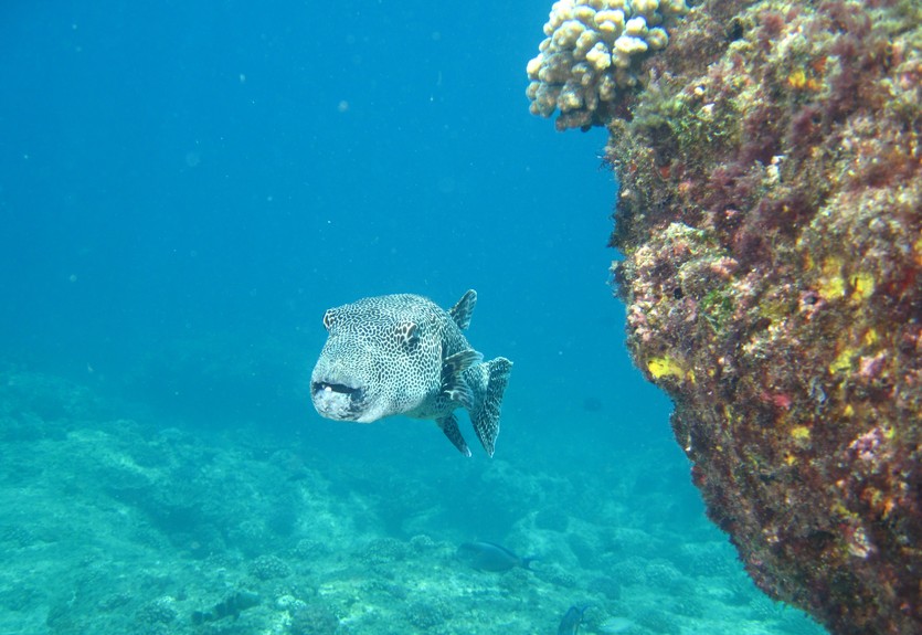Diodon - Daymaniyat Islands Nature Reserve - Mascate - Oman