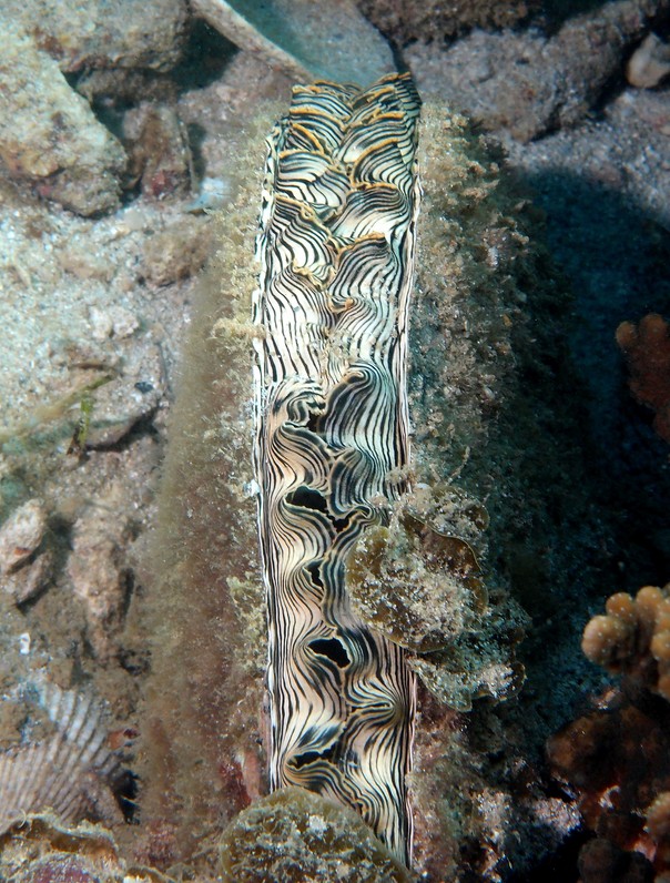 Mollusca Bivalvia Pteriomorphia Pterioida Pinnoidea Pinnidae Atrina new caledonia coral sea australia