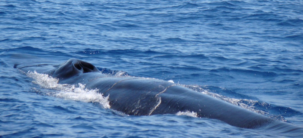 Rorqual commun Méditerranée Nagasu kujira japan whale food