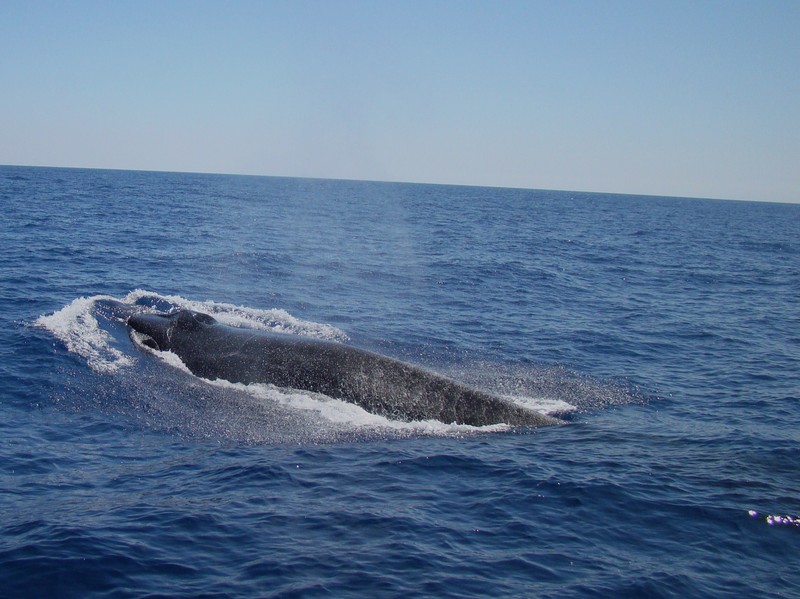 Rorqual commun baleine Méditerranée mediterranean whale watching france french