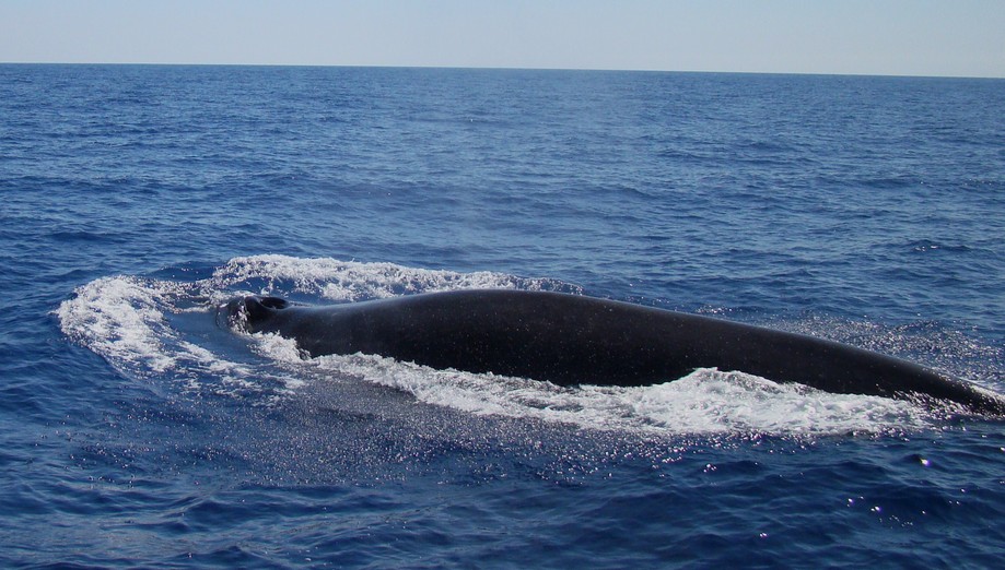 Rorqual commun krill Méditerranée food for whale france
