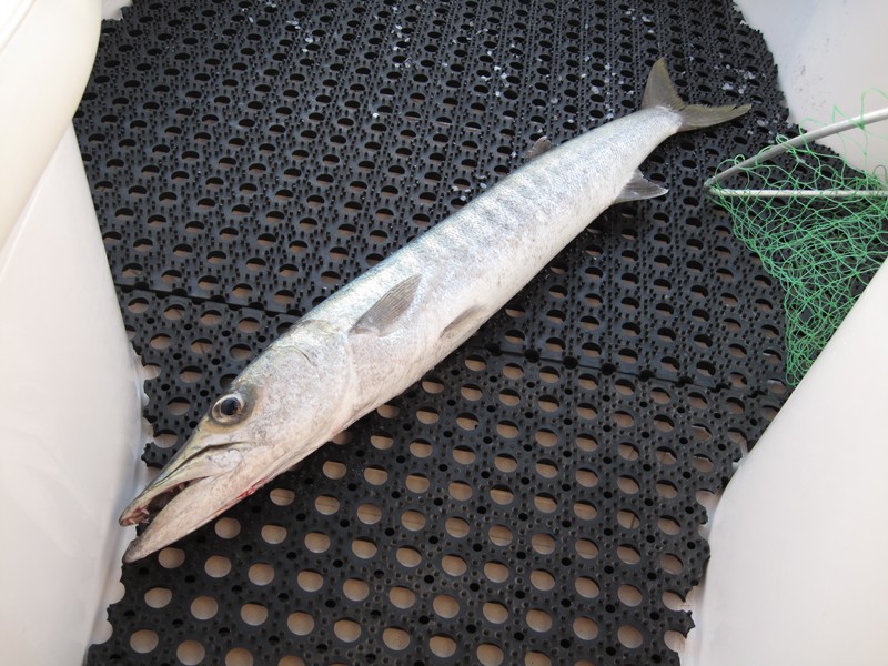Sphyraena qenie Blackfin barracuda Fishing Abu Dhabi