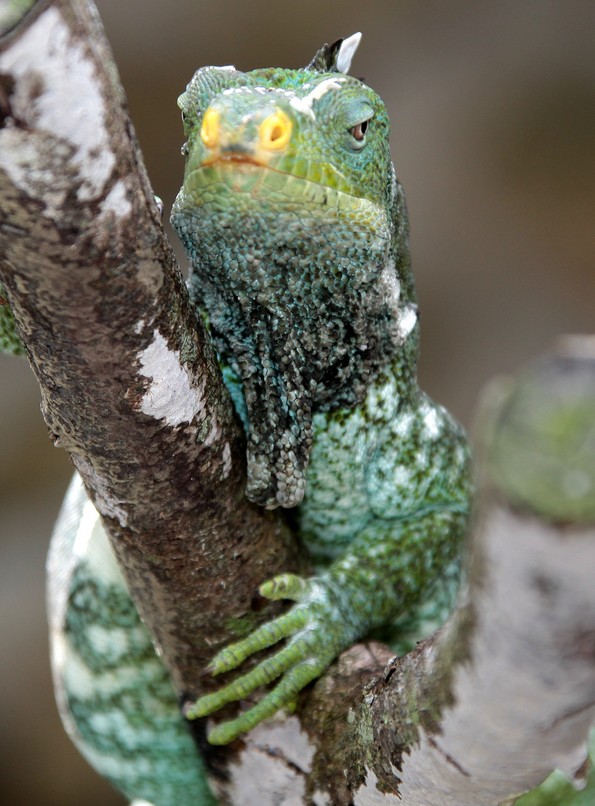 fijian crested iguana iguane des fidji