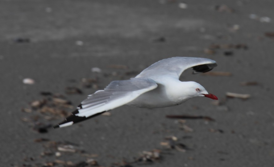 Chroicocephalus scopulinus Red-billed Gull flying over the sand New Zealand