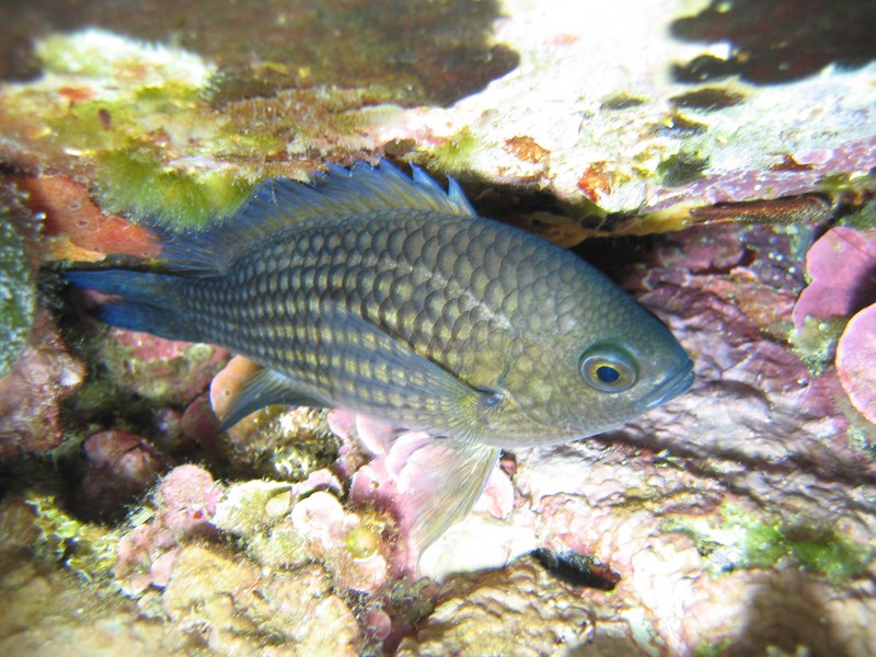 Castagnole dans son nid - Méditerranée
