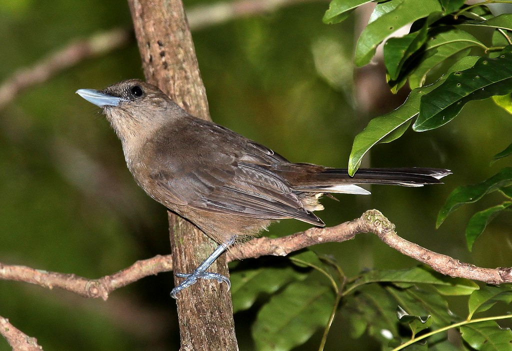 Clytorhynchus pachycephaloides Southern Shrikebill New Caledonia