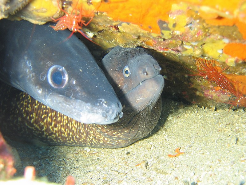 Famille sous-marine - Méditerranée