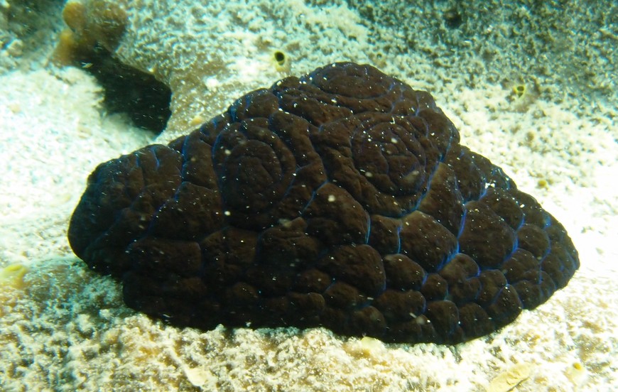 Coriocella Nigra escargot limace ornée turgescence noir profond manteau quadrillé mollusque de Nouvelle-Caledonie