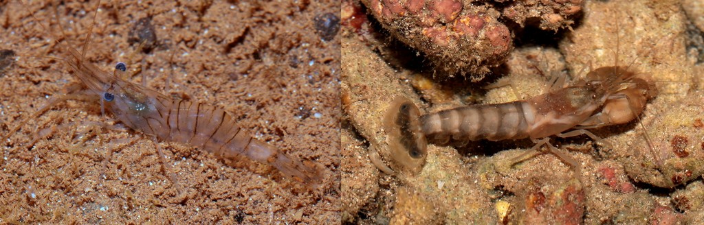 Arthropodes formes couleurs crevette lagon Calédonien