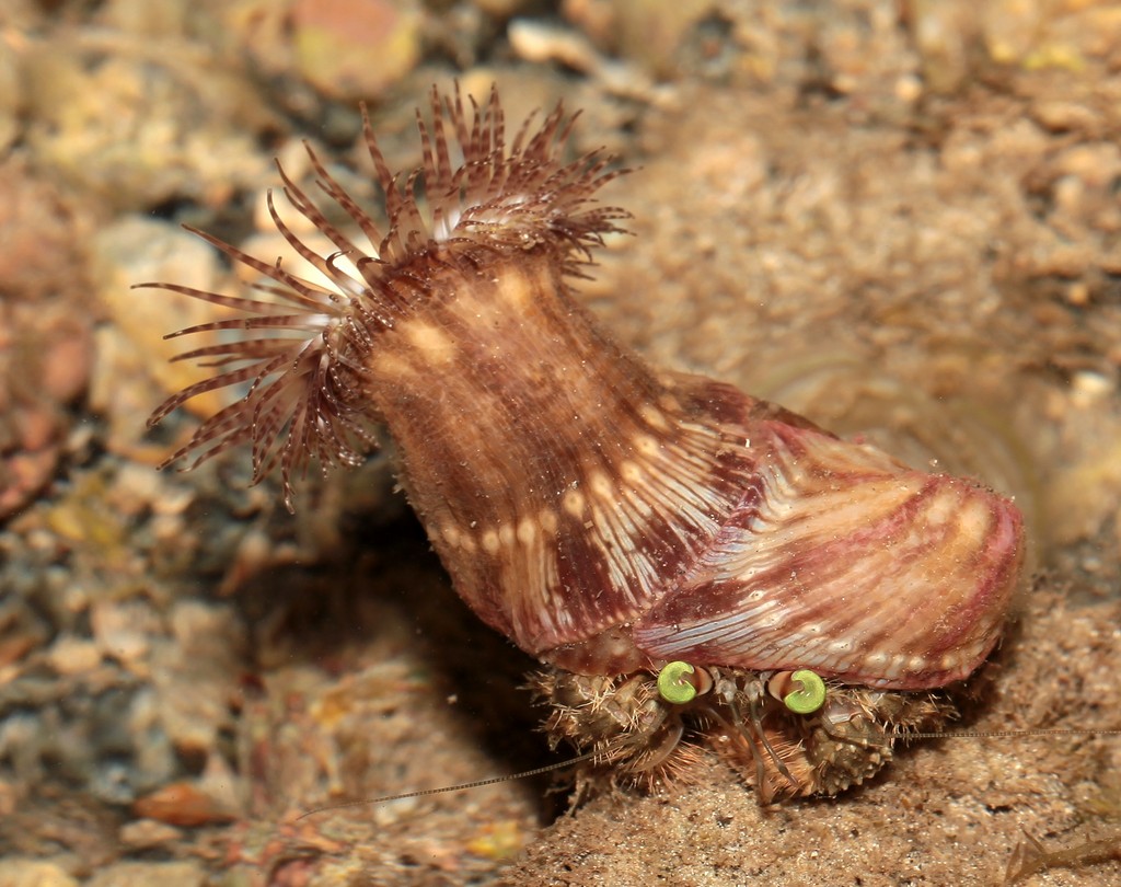 Dardanus deformis bernard l’ermite bernat l'ermito Nouvelle-Calédonie