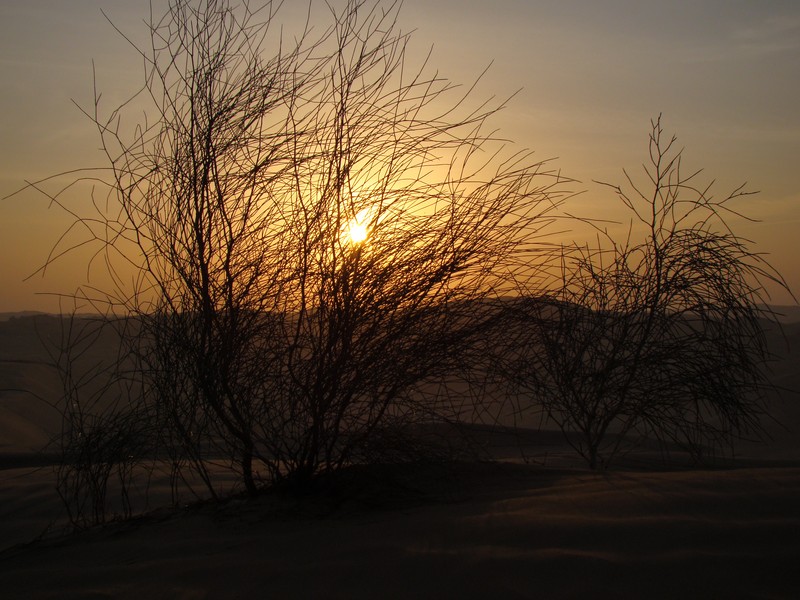 Desert abu dhabi buisson au soleil levant vegetation poussant dans le sable UAE