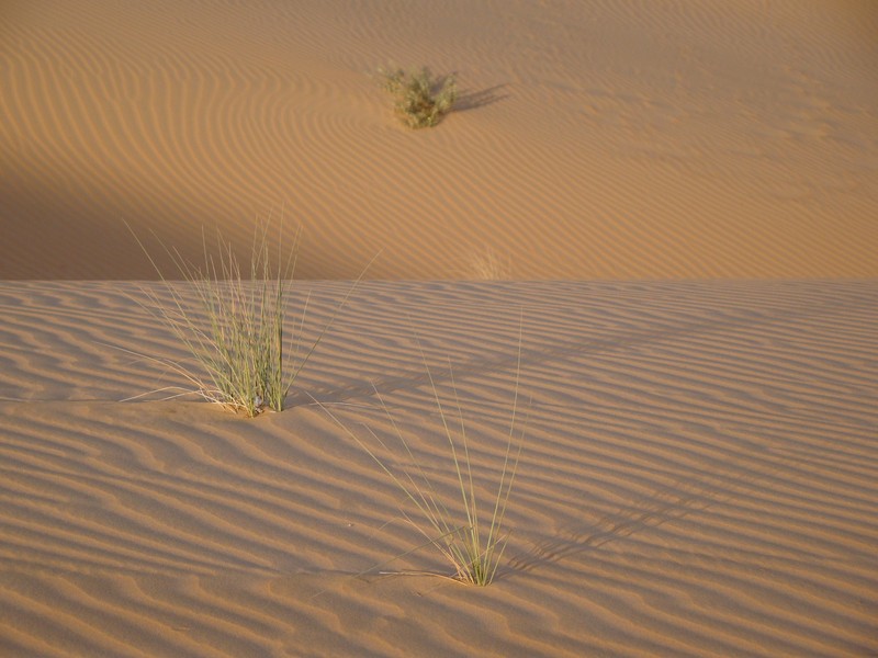Desert abu dhabi vegetation poussant dans le sable UAE