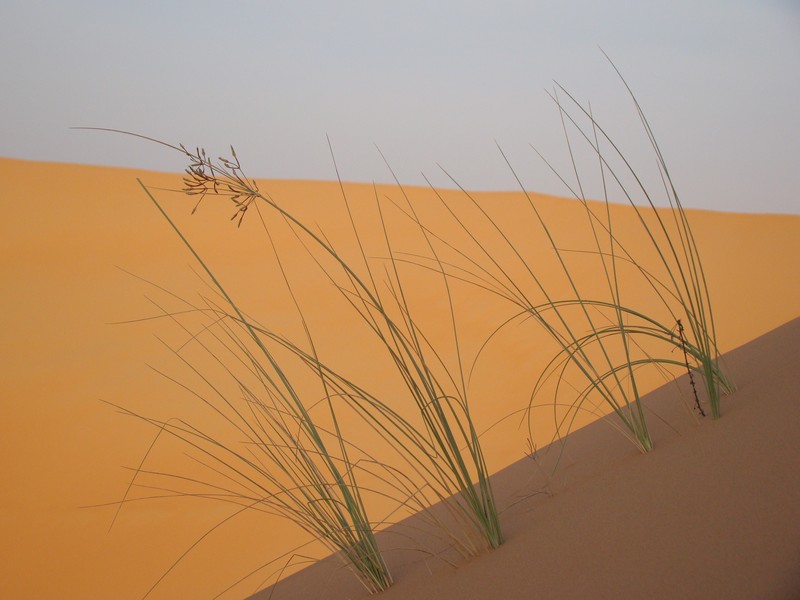 Desert abu dhabi plante poussant dans le sable UAE