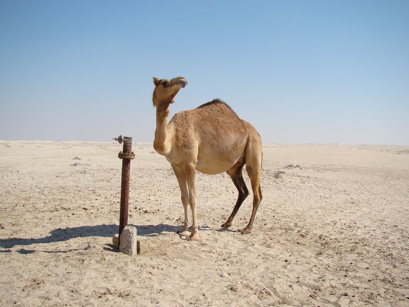 retour sur investissement chameau dans le désert buvant de l'eau journal le point 
