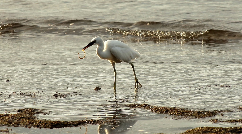 Egretta sacra albolineata white morph hunting in the sea New Caledonia