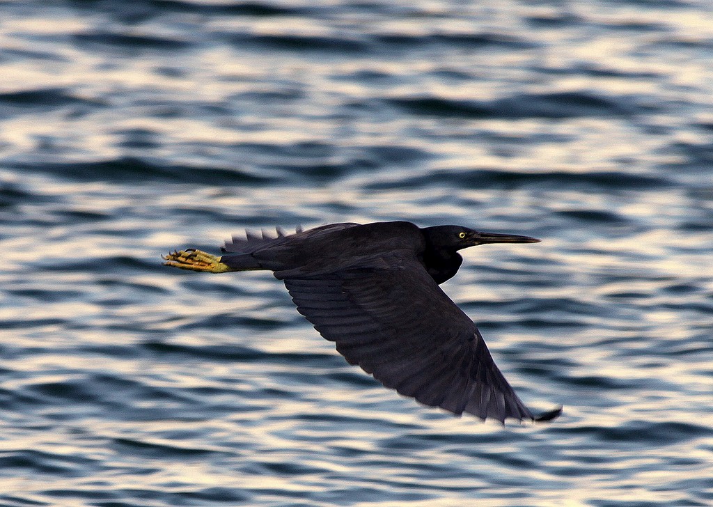 Egretta sacra albolineata Aigrette sacrée Nouvelle-Calédonie