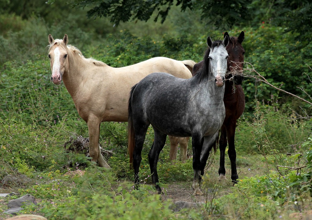 Chevaux sauvages Equus caballus Nouvelle-Calédonie stockmen aventure découverte