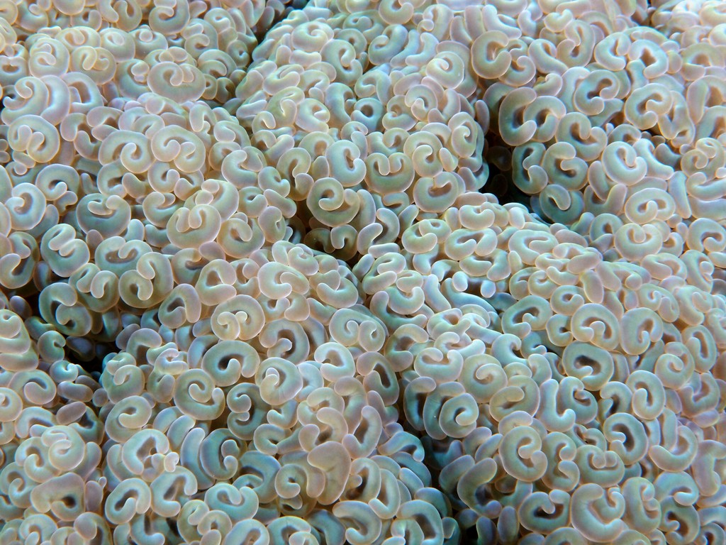 Euphyllia Ancora Corail à croissants polypes longs et élancés Nouvelle-Calédonie