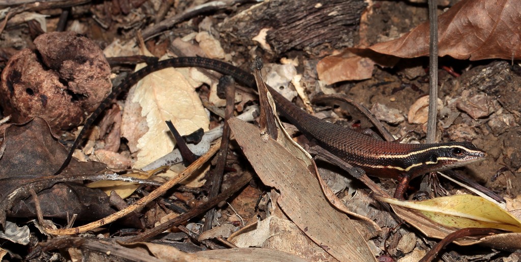 Tropidoscincus boreus lezard mont Koghis Pic Malaoui Nouvelle-Calédonie