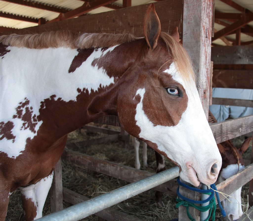 Paint horse blue eyes New Caledonia 