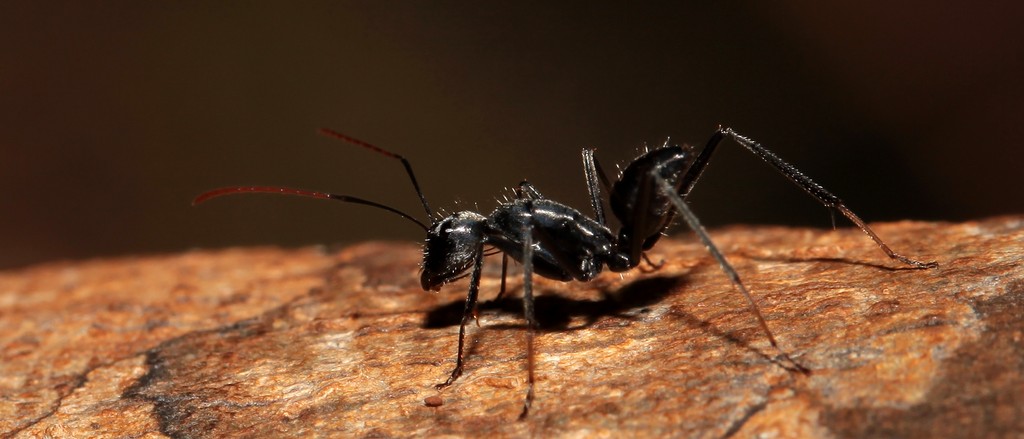 Giant black ant New Caledonia