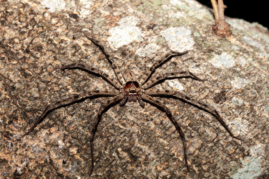 Araignée-banane Heteropoda venatoria Nouvelle-Calédonie morsure venin