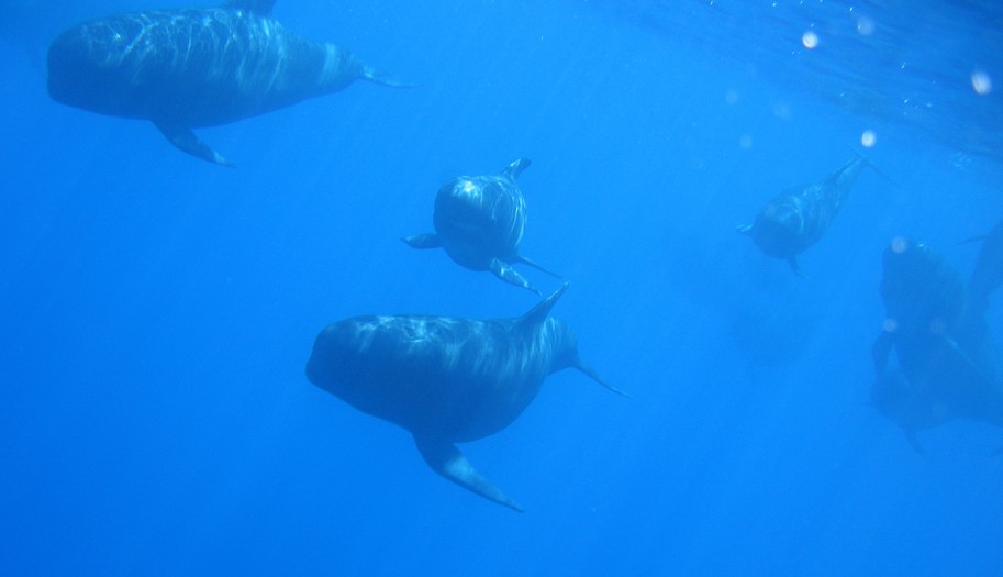 nage avec les globicéphales noir Méditerranée Globicephala melas