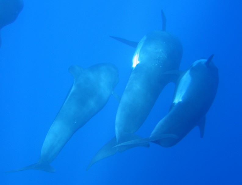 globicephala melas mammifère marin étude scientifique comportement social