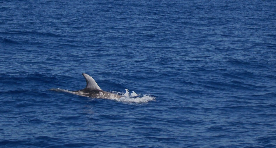 Dauphin de risso Méditerranée white-head dolphin mediterranean sea blue water