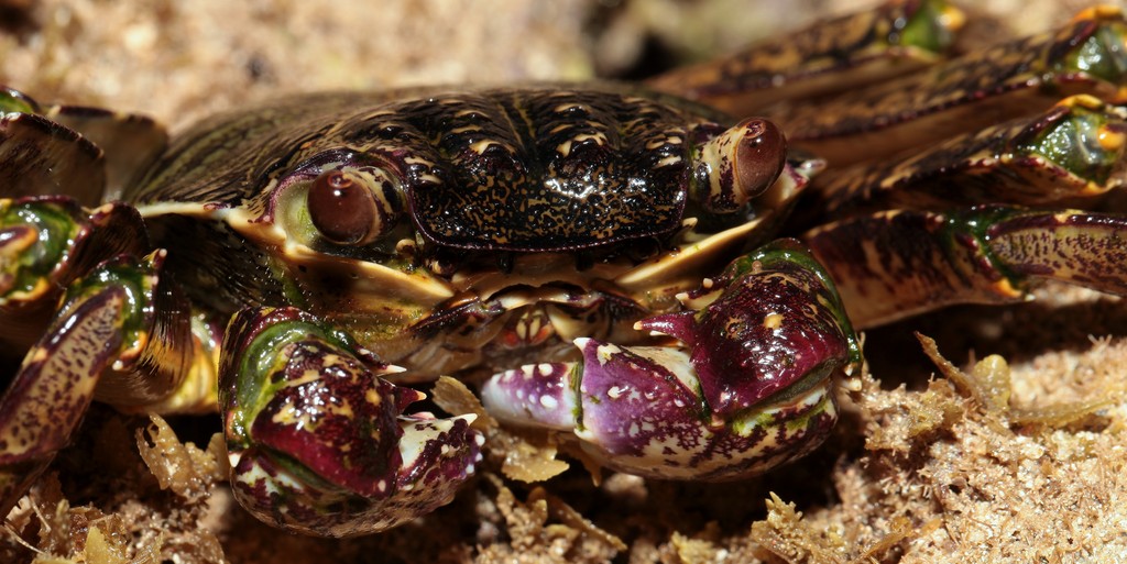 Grapsus albolineatus récifs frangeant de Nouvelle-Calédonie reportage faune