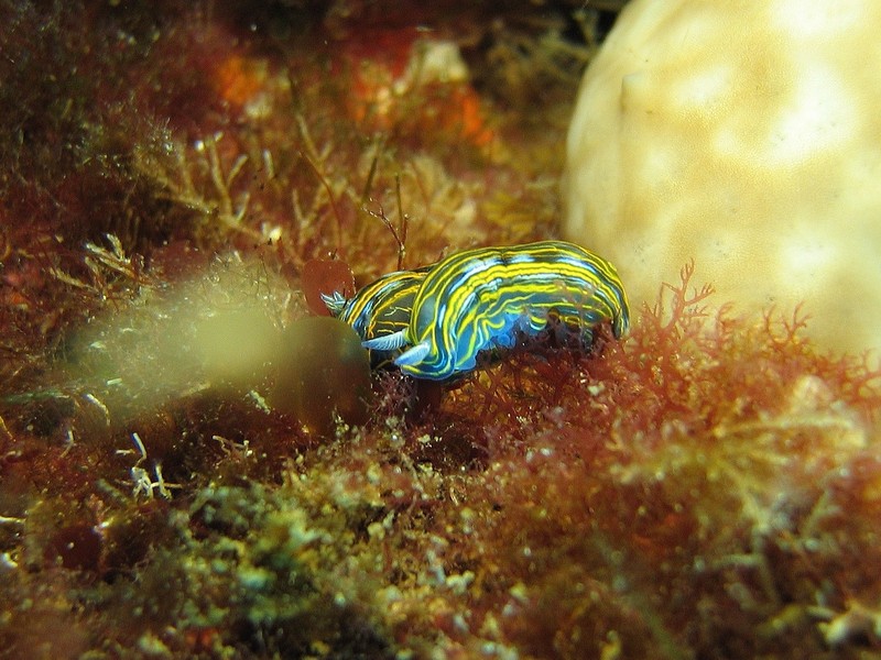 HYPSELODORIS FONTANDRAUI - doris de Fontandrau - Méditerranée - Var
