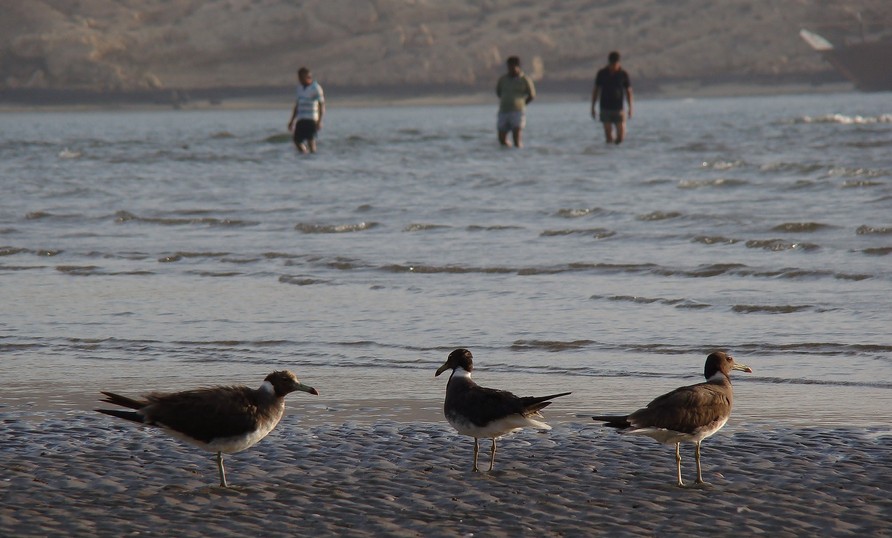 Goéland de Hemprich Daymaniat Island Oman birds on the beach Sultanat d'Oman oiseaux marin