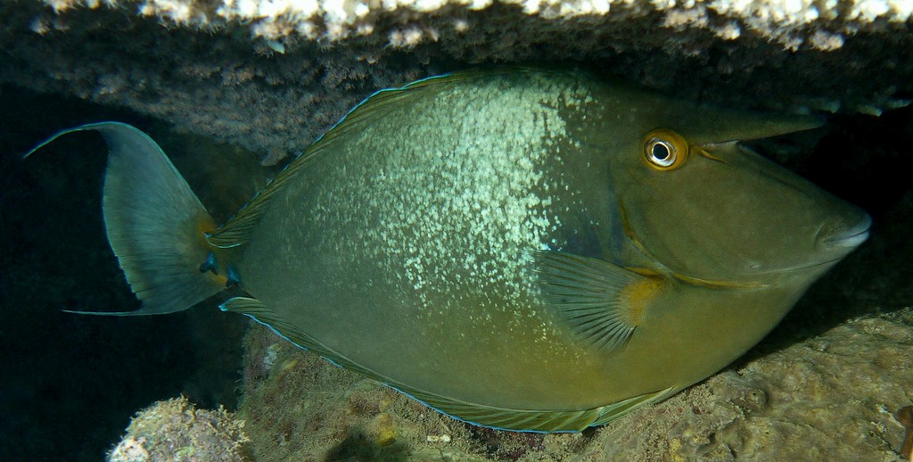 Naso unicornis Bluespine unicornfish New Caledonia night picture