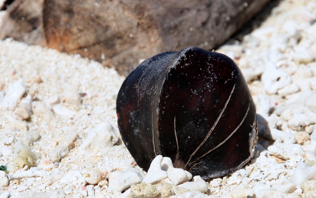 fruit arbre plage sable blanc Nouvelle-Caledonie