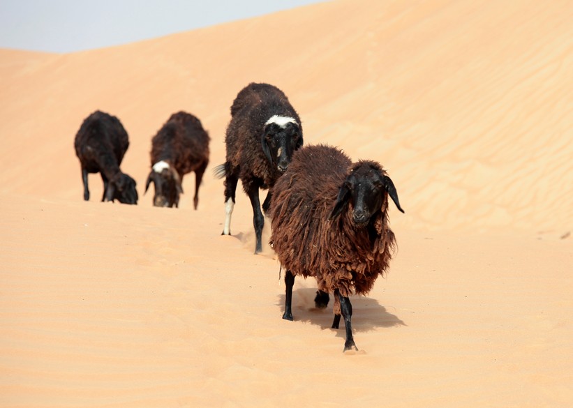 Goats in the sand dune Abu Dhabi