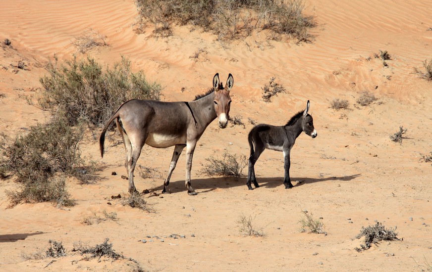 Donkey female and her calf Abu Dhabi desert sand United Arab Emirates