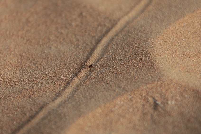 Road of Ant in the Abu Dhabi sand Desert United Arab Emirates