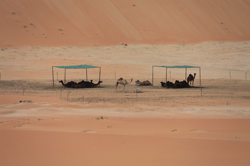 Desert Camp For Camels in Abu Dhabi 