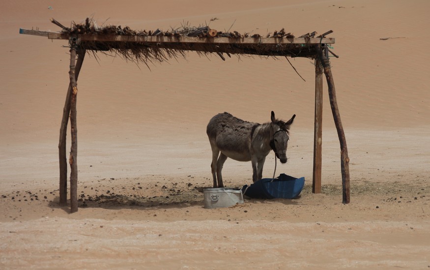 Donkey In the Abu Dhabi Desert
