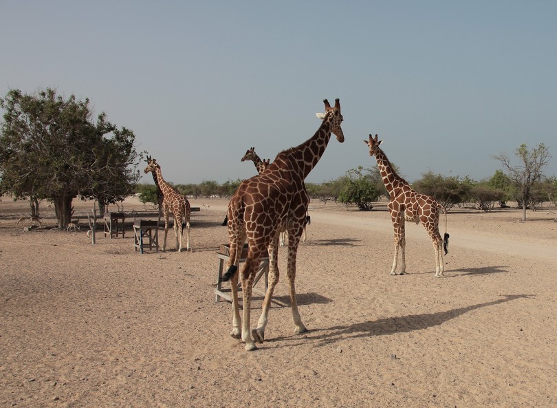 Girafs at Abu Nair Island Natural Park Abu Dhabi United Arab Emirates