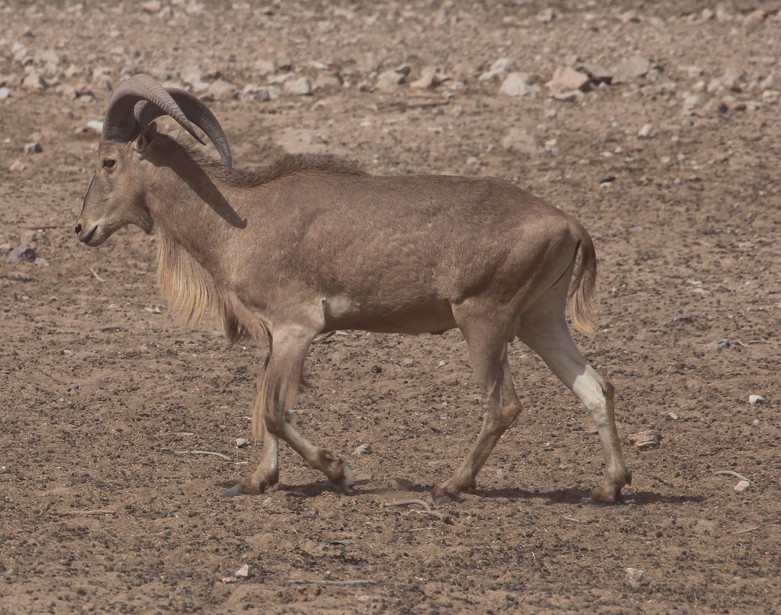 Male goat in the desert Abu Dhabi United Arab Emirates