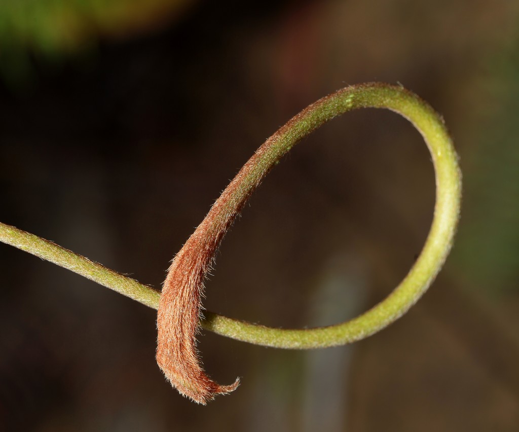 Eugène Vieillard plant New Caledonia pitcher plant endemic 