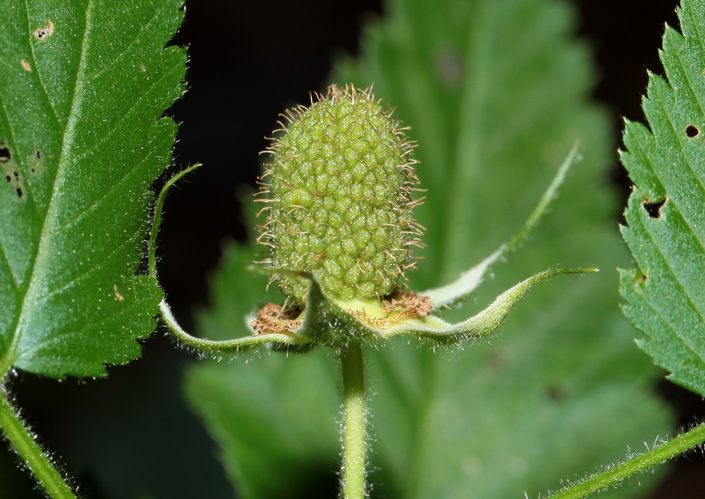 Rubus rosifolius raspberry green fruit New Caledonia