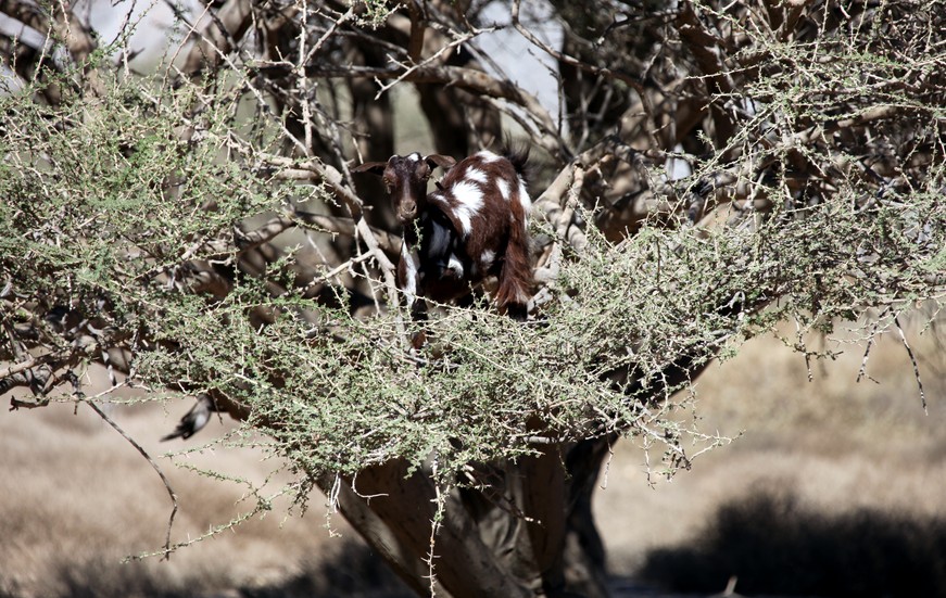 tourism tourist holidays travel Musandam Oman goat in the tree picture photography