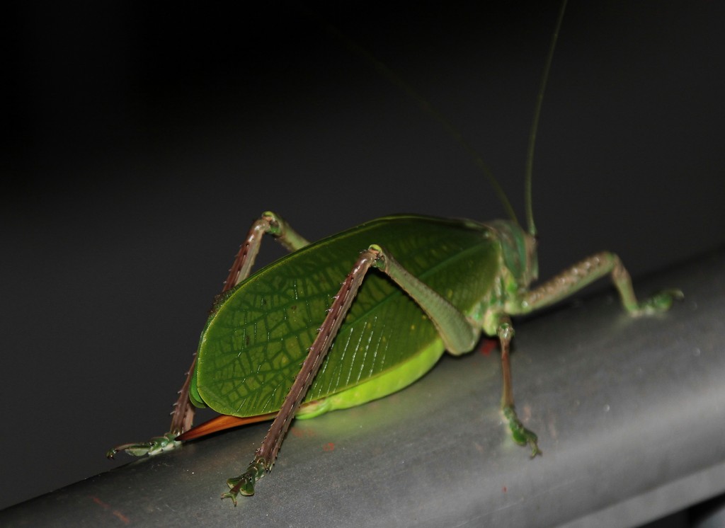 Pseudophyllanax imperialis Sauterelle de cocotier Nouvelle-Calédonie Coconut Grasshopper New Caledonia