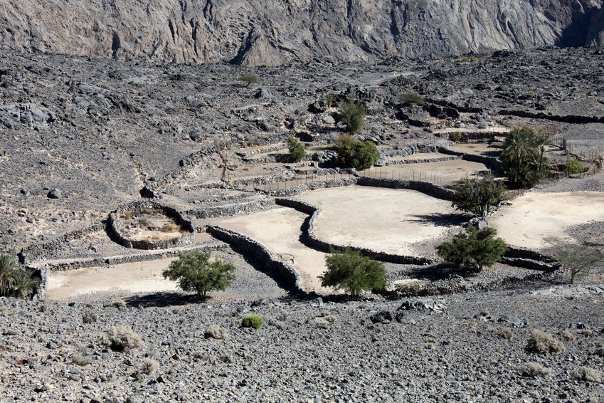 ferme dans les montagnes Omanaises elevage chevre Oman Musandam